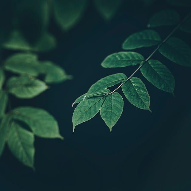 Cover Image of the post titled Eden